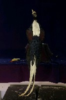 藍腹鷴藏品圖，第6張
